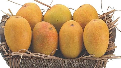 Indian Mango