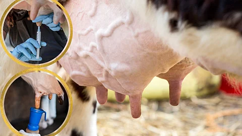 Mastitis in Cow