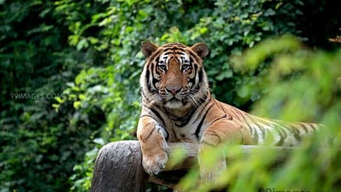 राज्यात नवीन तीन अभयारण्य; बैठकीत घोषणा