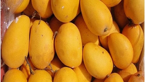 Indian Mango