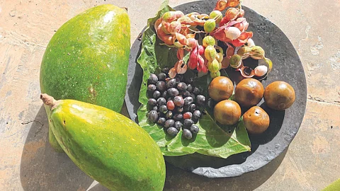 Forest Fruit