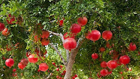Pomegranate