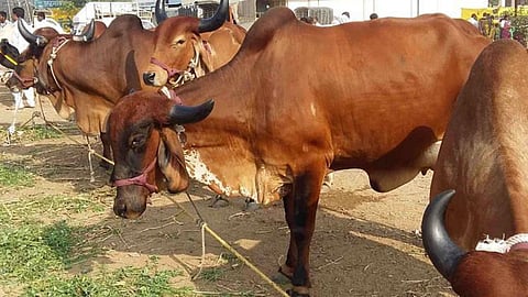 Selection of Dairy Animals