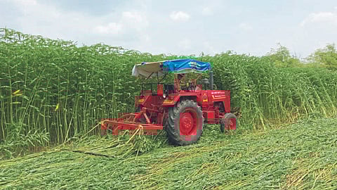 Soil Fertility : जमीन सुपीकतेसाठी हिरवळीची पिके