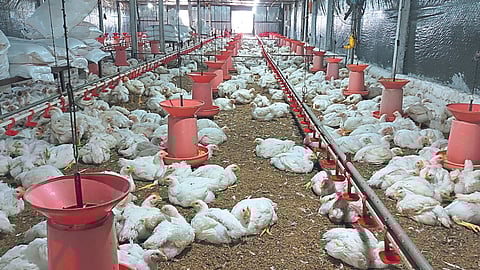Poultry