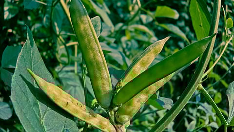 Guar Gum Production