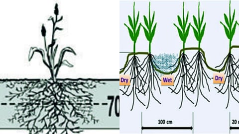 Irrigation