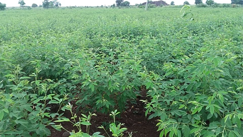 Tur sowing