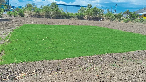 Paddy Seedling