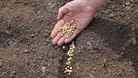 Soybean