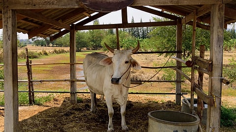 cow shed Construction