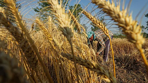 Wheat Harvesting