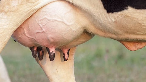Mastitis in Cow