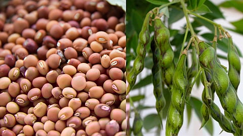 Tur Sowing