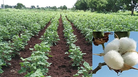 Cotton Production