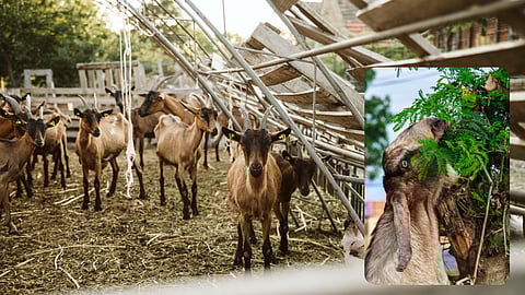 शेळ्यांची कोणती जात पाळावी?