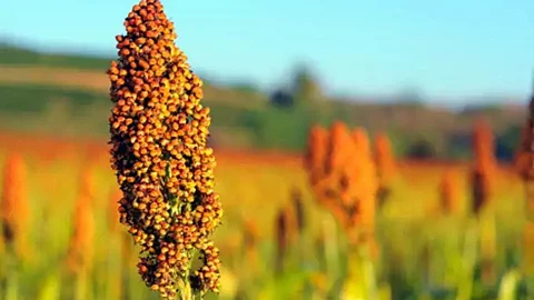 Sorghum