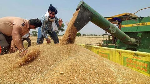 Wheat Procurement
