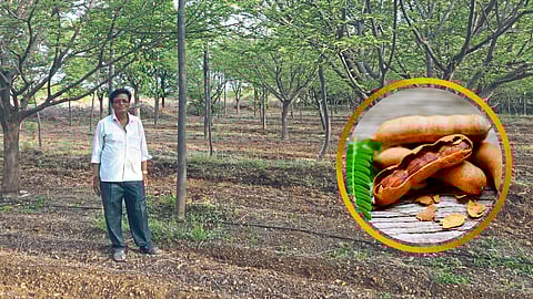 Tamarind Production