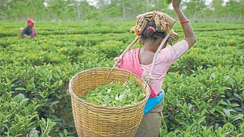 Tea Export