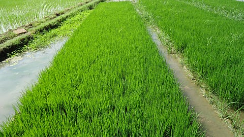 Paddy Cultivation