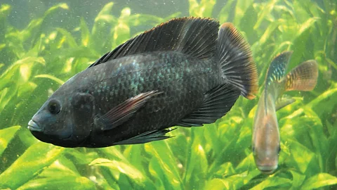 Fish Farming
