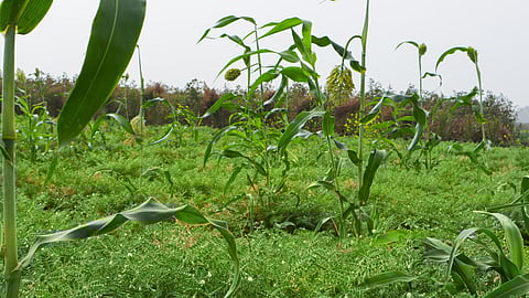 Kharif Jowar Fodder Plantation