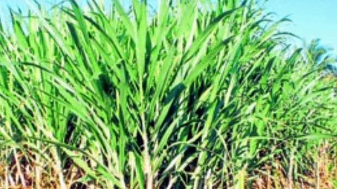 Sugarcane