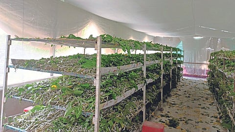Silk Farming