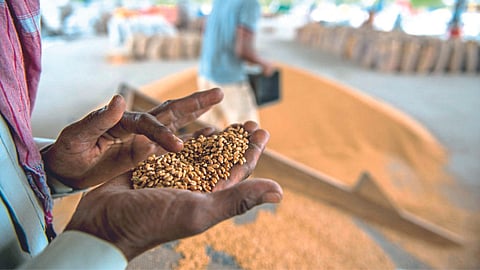 Wheat Market Rate updates