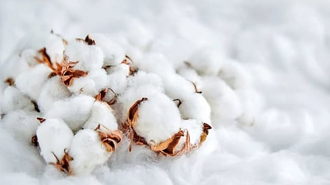 Cotton Production