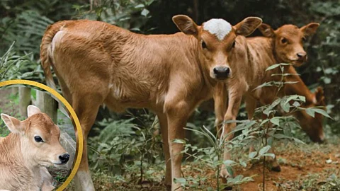 Care Of Cow Calf In Monsoon
