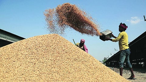 Paddy Market