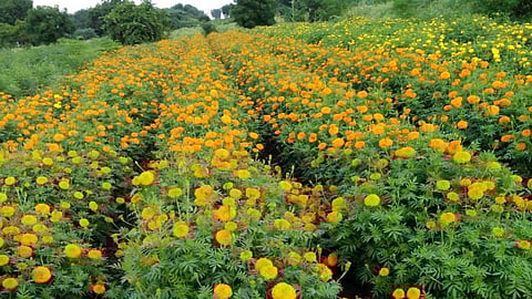 Marigold Cultivation