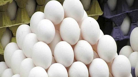 Egg Market Rate