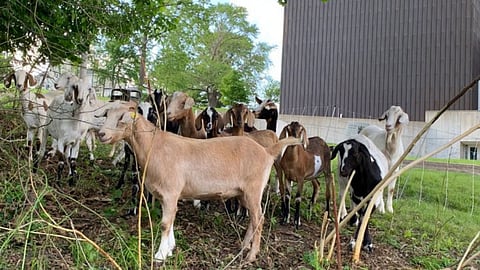 goat selection criteria