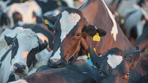 Heat synchronization in animals