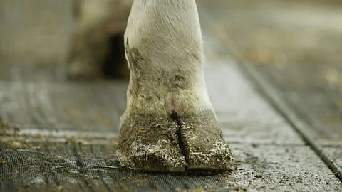 Hooves disease in animals more prone in monsoon
