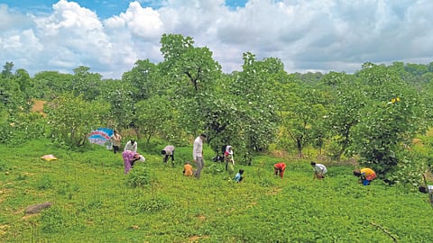 जैवविविधता व्यवस्थापन समिती