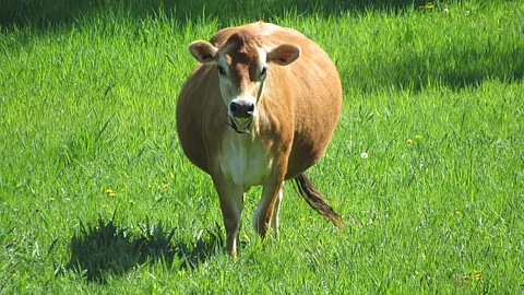 Bloat In Animals