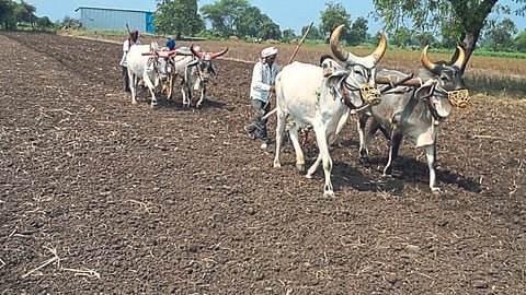 Kharif Sowing