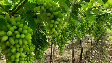mealybugs Management