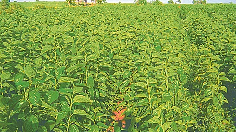 Silk Farming