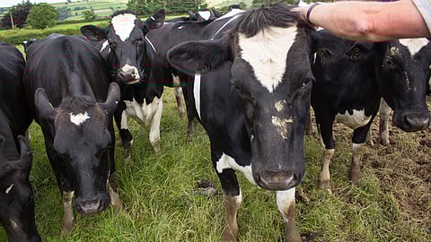 दुग्धव्यवसायातील अर्थशास्त्र