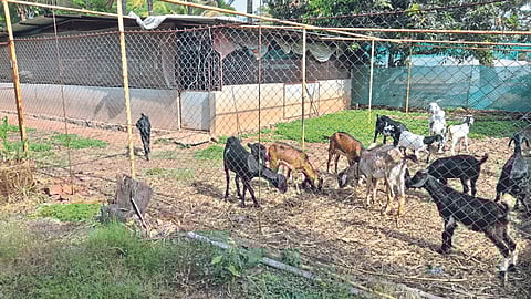 Goat Farming