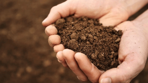 Organic Carbon
