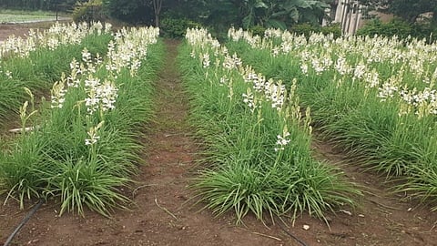 Tuberose Cultivation