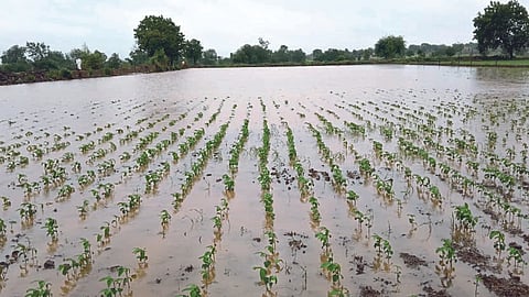 Crop Damage