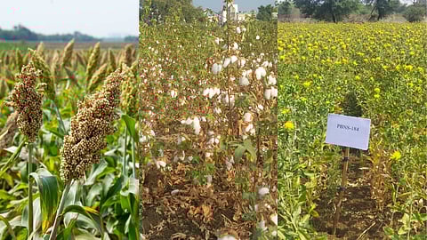 New Varieties Of Vnmkv