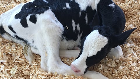 calf